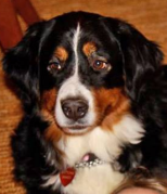 LOST Chapel Hill Dog BUTTONS Bernese Mountain Dog